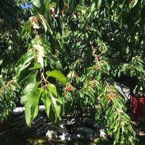 Meet your Posher, Saira